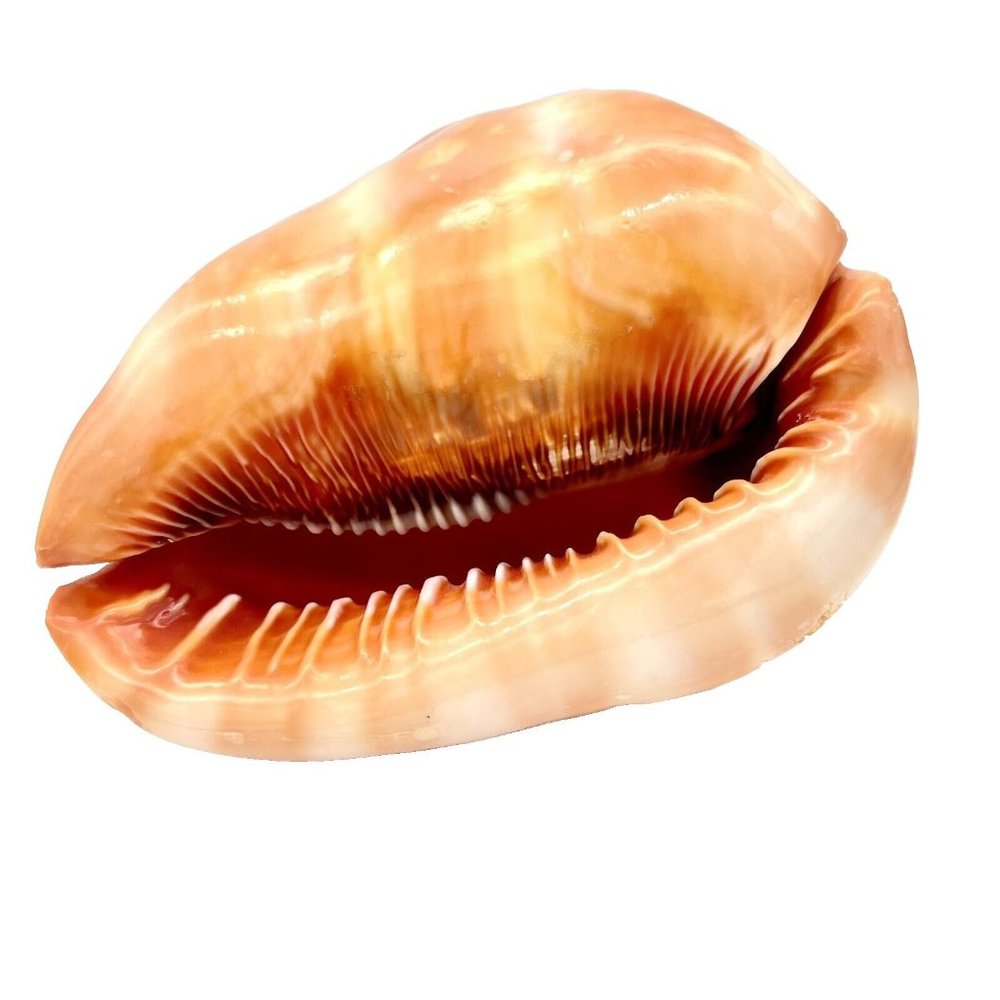 CASSIS RUFA Seashell Helmet Red Bull Mouth Cameo Conch 5.5" Coastal Gradma Beach - Picture 5 of 7